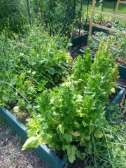 BoxA1 June 22 2013 - Leftovers of spring spinach, lettuce, and radishes.