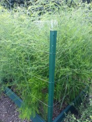 Box A2 June 22 2013 - Asparagus