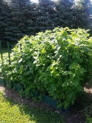 Box A3/4 June 22 2013 - Raspberries