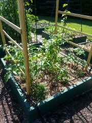 Box B1 June 22 2013 - Tomatoes, peppers and marigolds