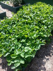 Box B4/C4 - Strawberries