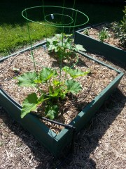 Box B5 - yet more curcurbits!
