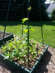 Box C2 - Pole and bush beans