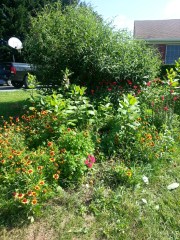 Butterfly bed, June 22 2013