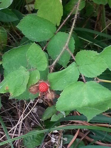 Japanese Wineberry image