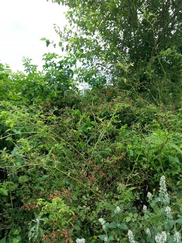 Wild Blackberries