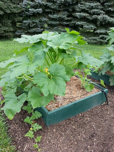 Bed A5 - Summer Squash