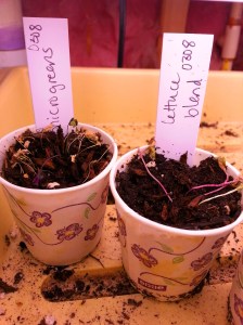 Baby Plants Need More Love