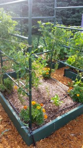 Weaving cherry and grape tomatoes through bars for support