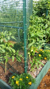 Two slicing tomato plants, spreadeagle against a fake fence for support