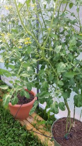 Two roma tomato plants in our greenhouse