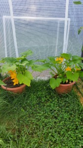 Regular yellow squash and zucchinis, protected in the greenhouse