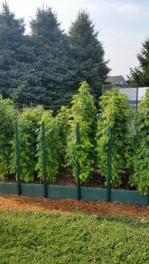 Trellised Raspberries