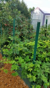 New (volunteer!) blackberry plants