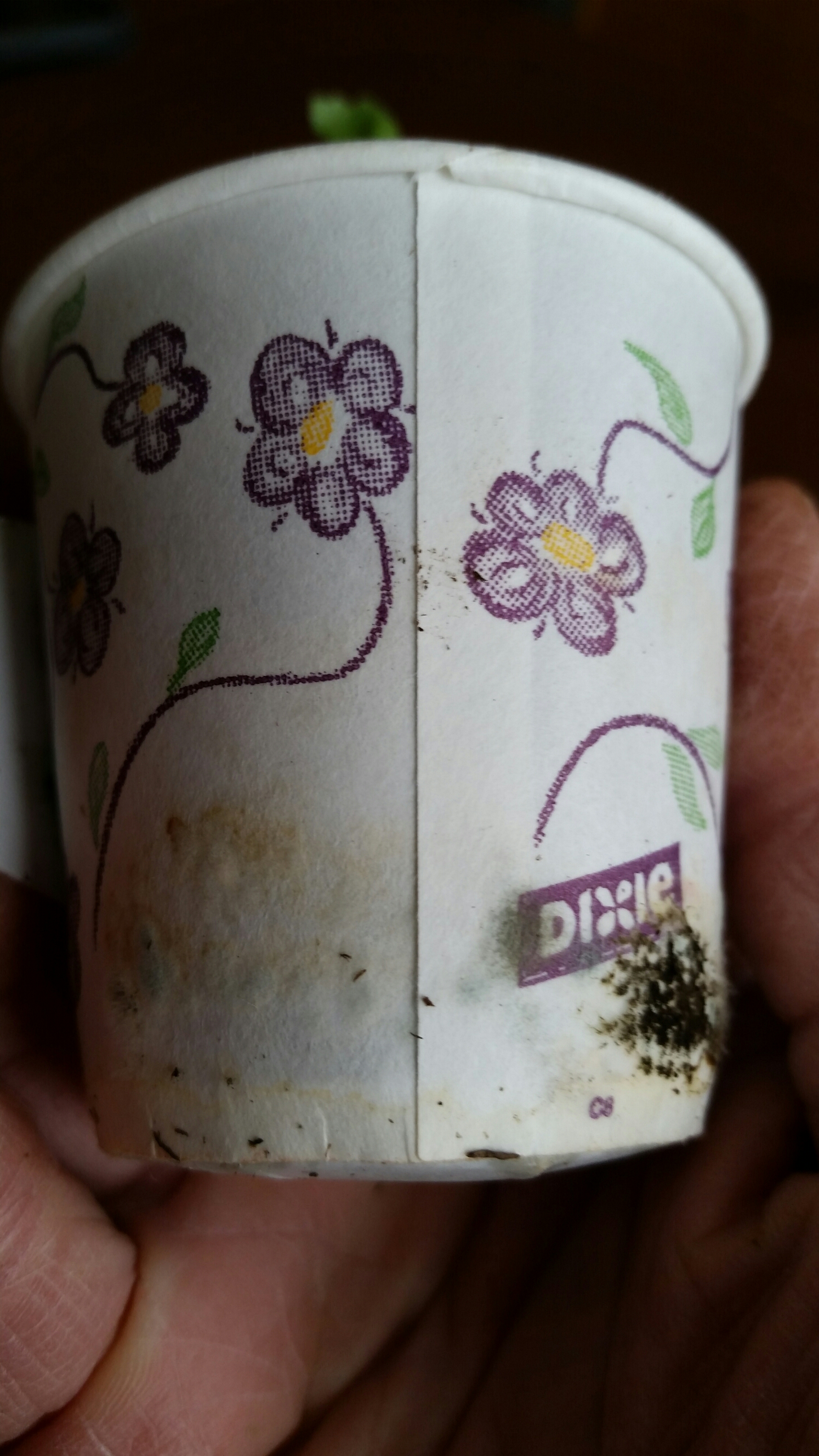 The wrong container for starting seeds