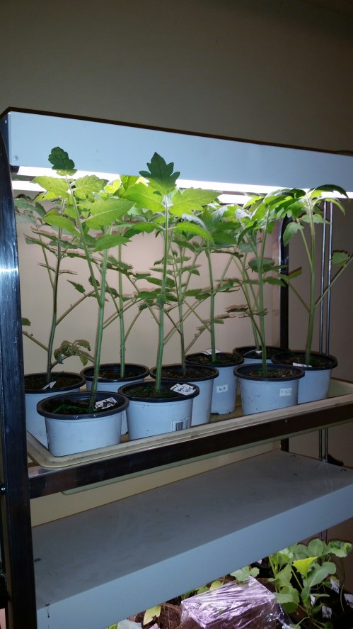 Tomatoes outgrowing my grow rack