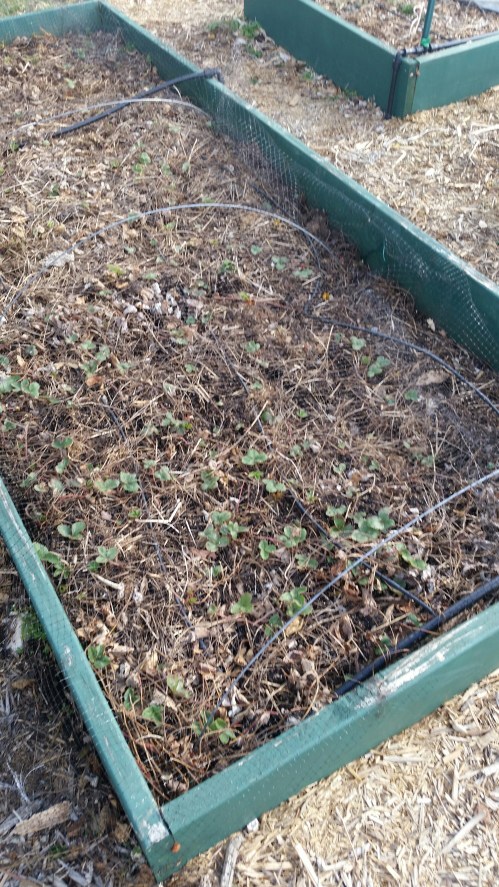 Nearly empty strawberry bed.