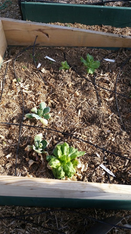 Life lurking in the cold frame