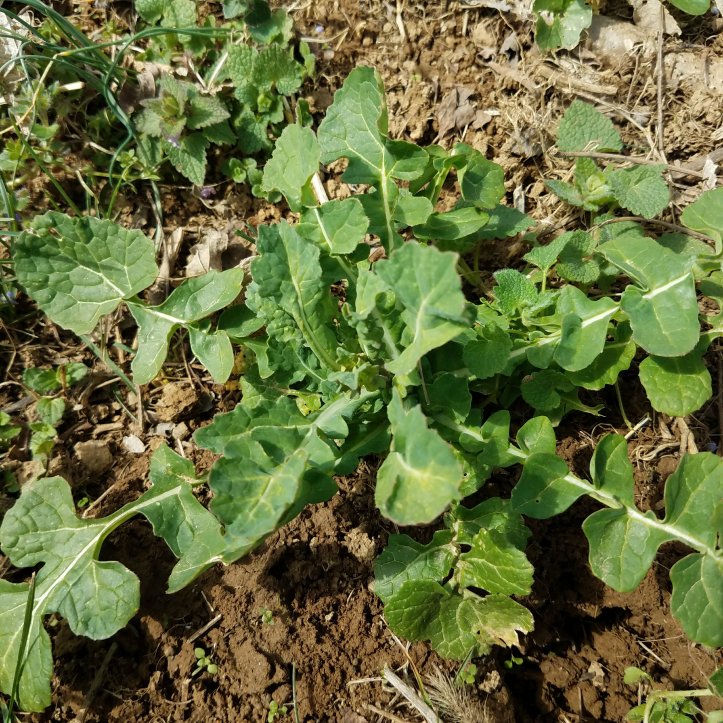 Wild Mustard (Sinapis arvensis)