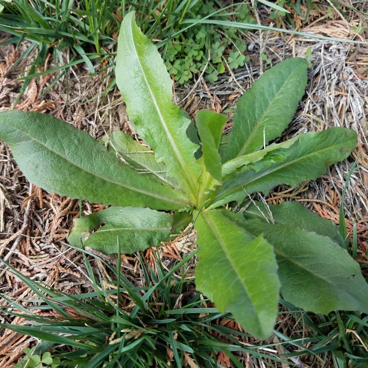 Wild lettuce (Lactuca virosa)