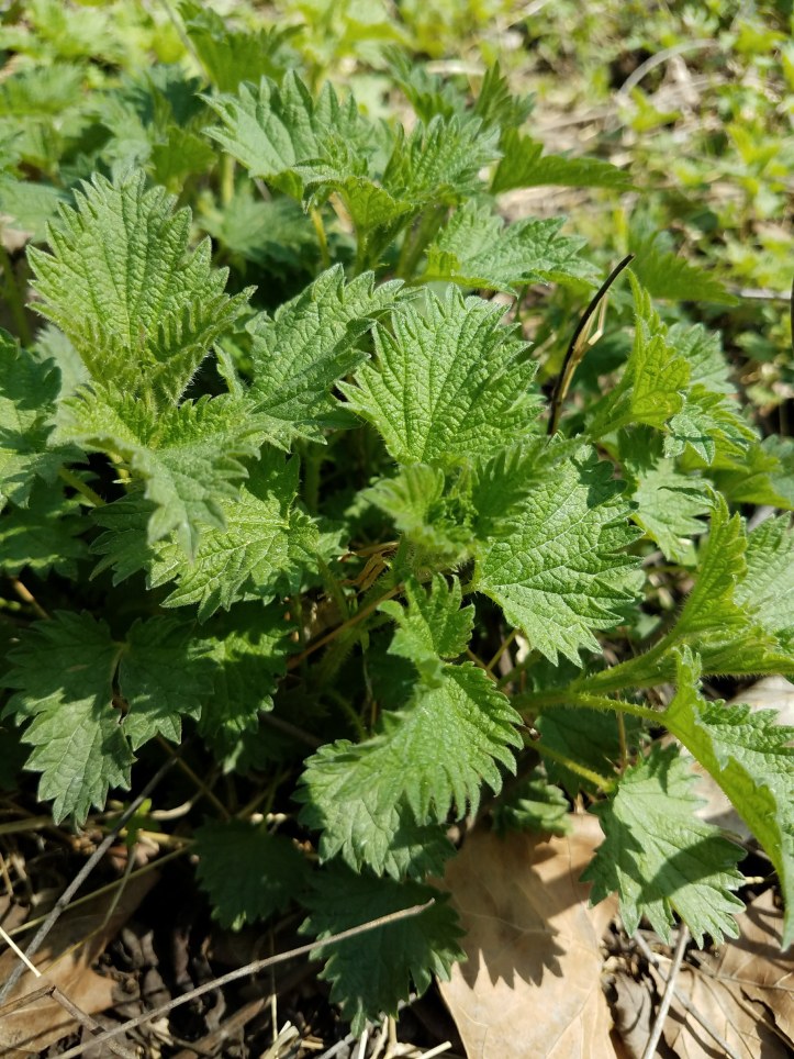 Stinging Nettle (Urtica dioica)