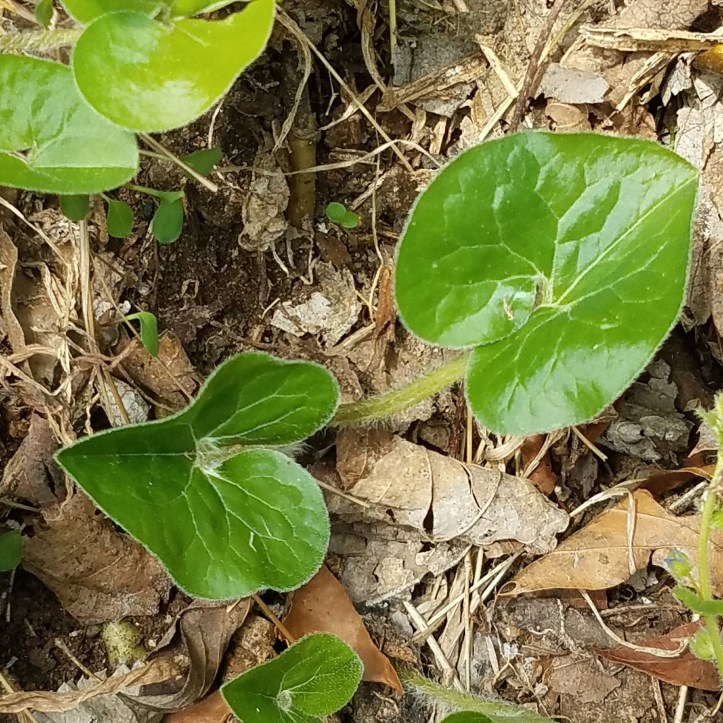 Wild Ginger (Asarum spp.)