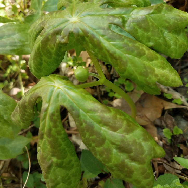 Mayapple (Podophyllum peltatum)