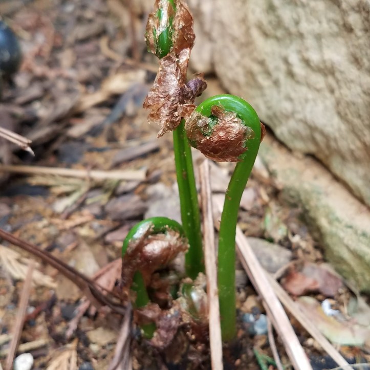 Fiddleheads (osterich fern)
