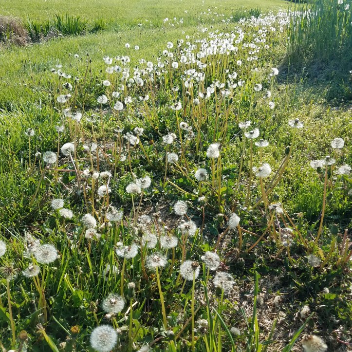 Too late for dandelion flowers.