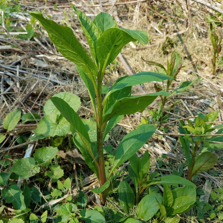 Pokeweed Shoots