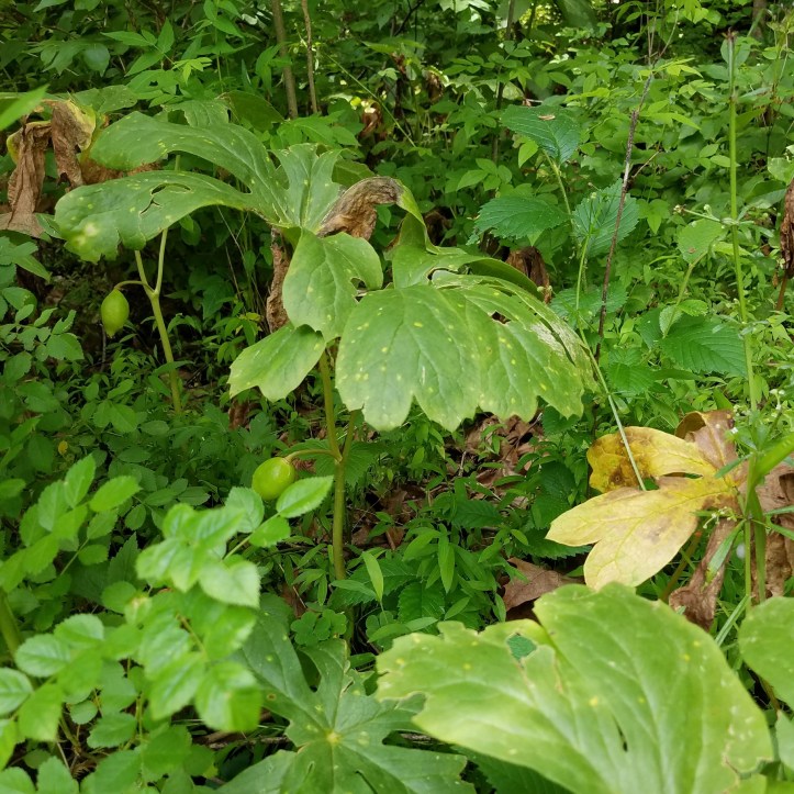 Mayapple Fruit