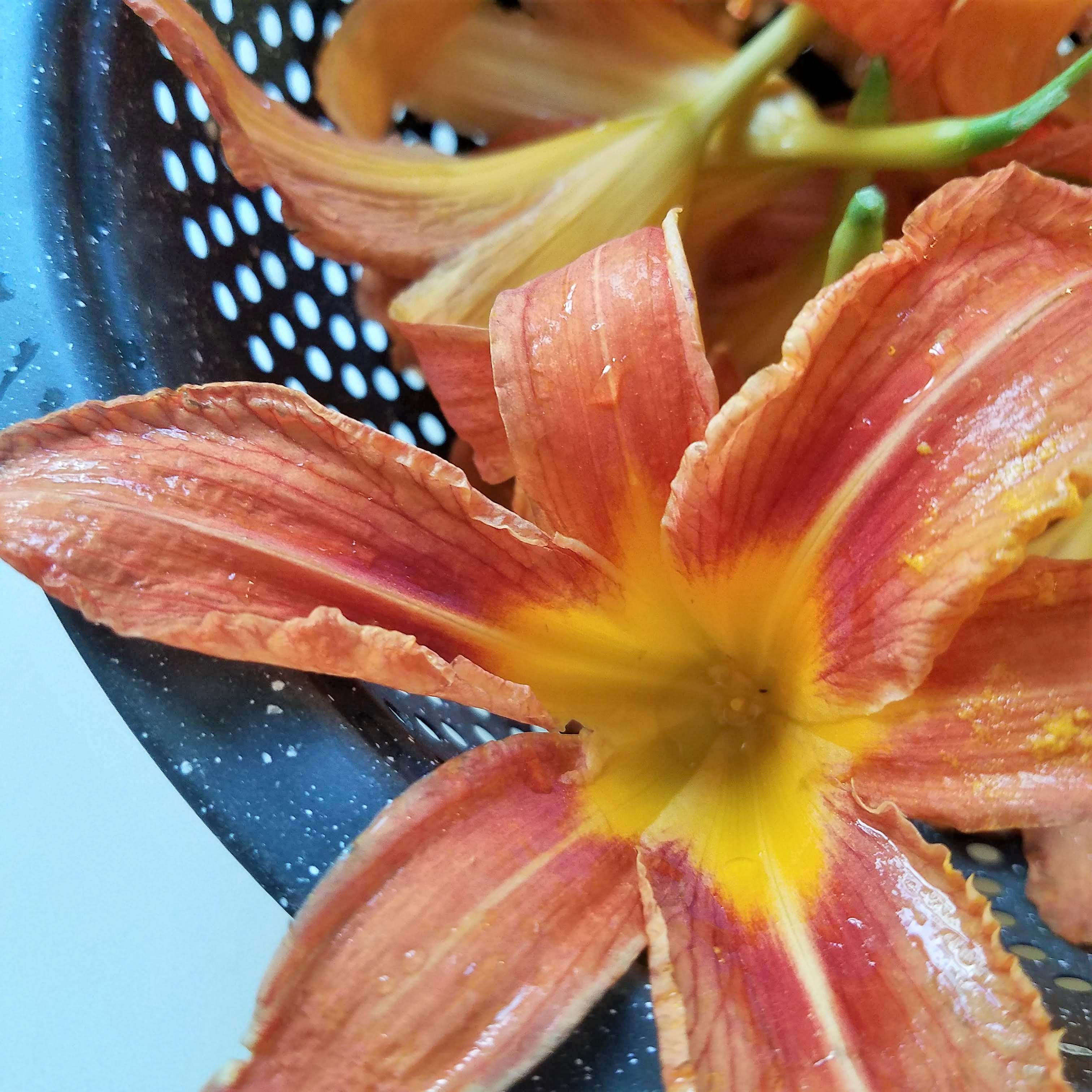 Washed and cleaned day lily flowers