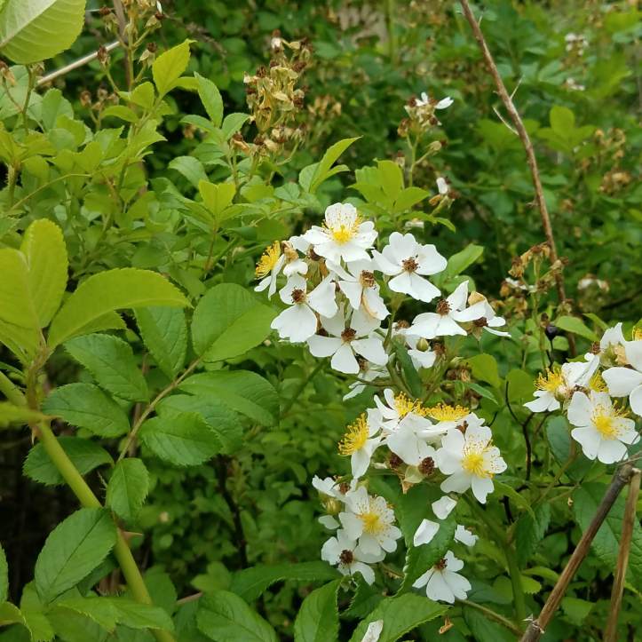 Wild roses