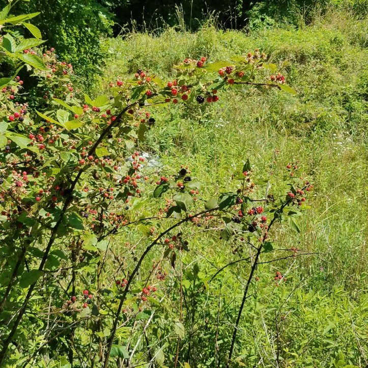 Blackberries