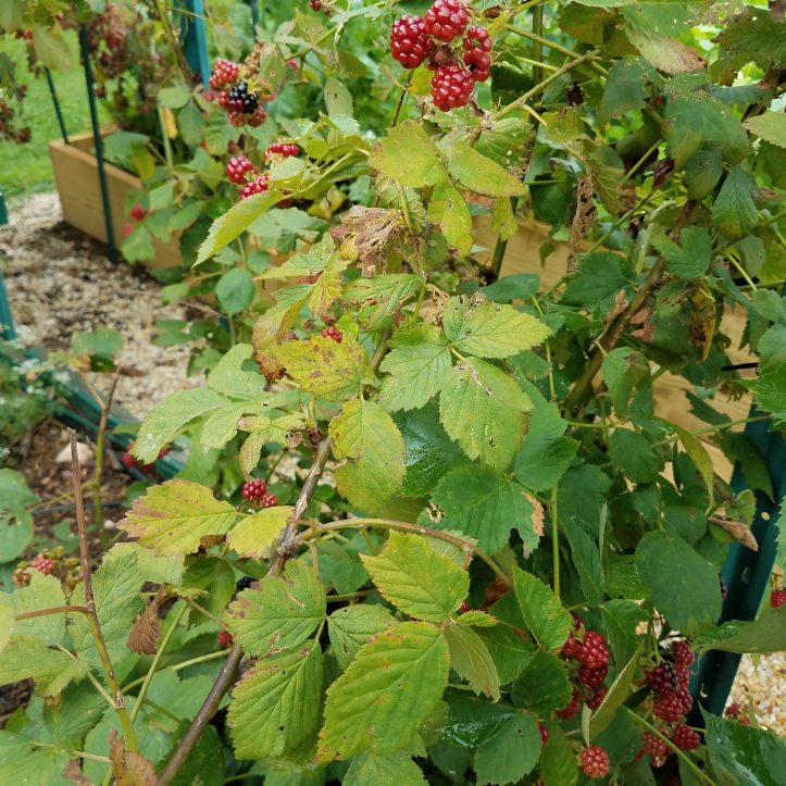 Domestic Blackberry Leaves