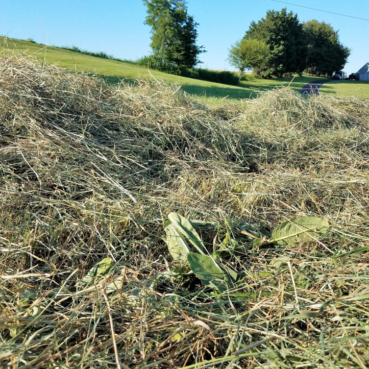 Here the milkweed grew