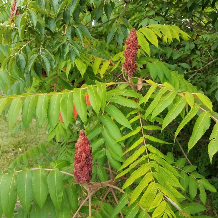Staghorn Sumac