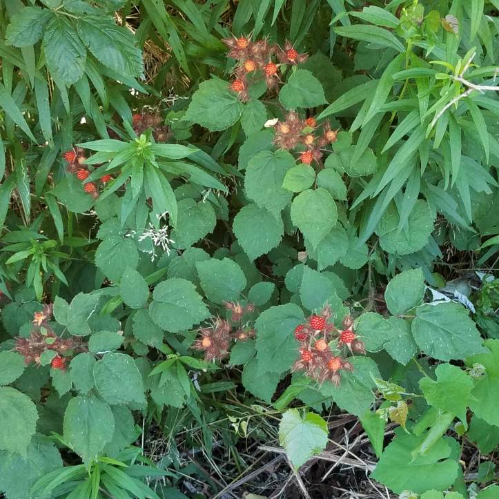 Japanese wineberries