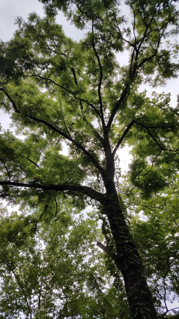 Possible Butternut Tree