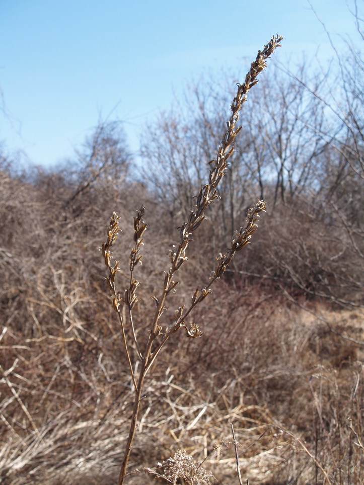 Seed Heads Still Holding Seeds in the Winter