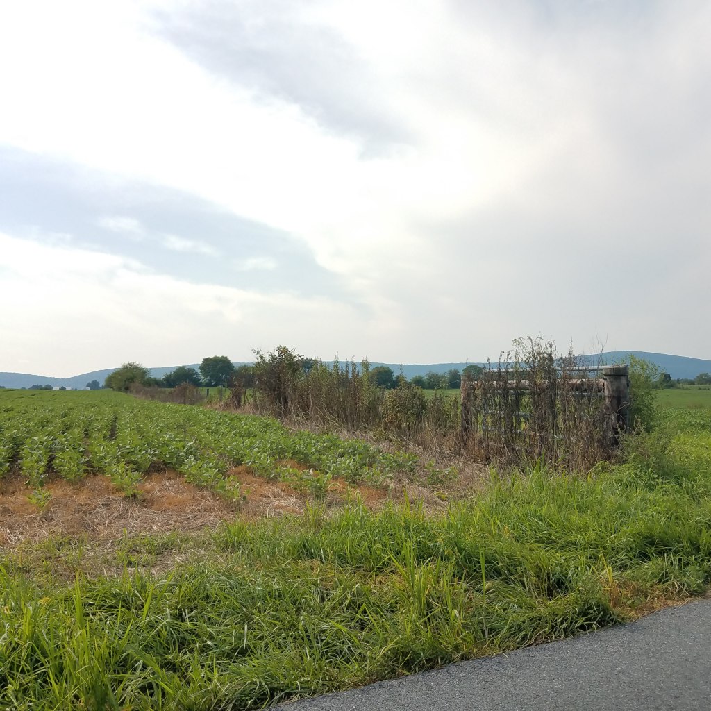 Brown dead plants indicate the use of herbicides