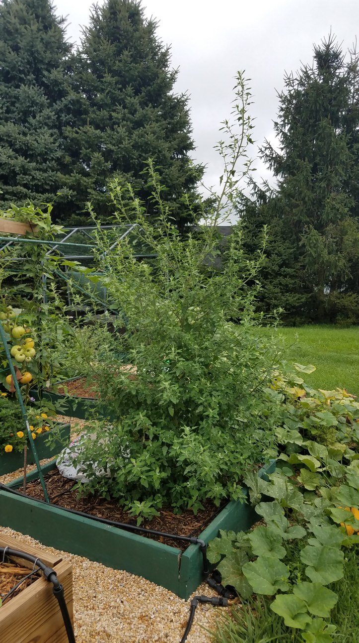 RIP Lamb's Quarter "Tree"