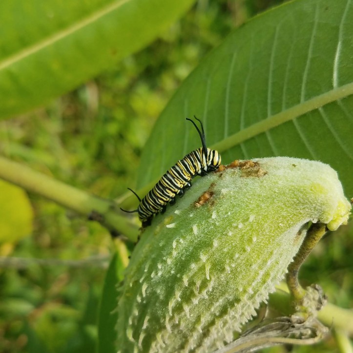A fierce monarch caterpillar devouring its helpless prey, a milkweed seedpod