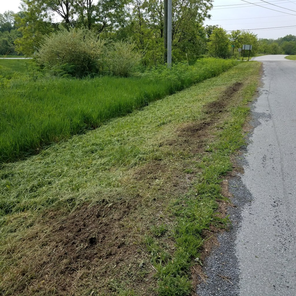 Another reason we don't forage on roadsides