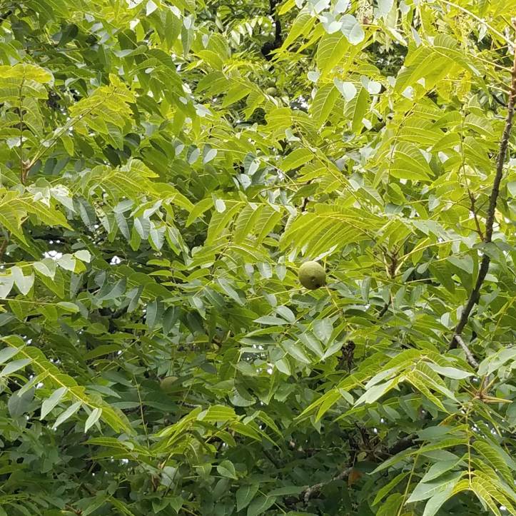 Walnut Leaves and Nuts