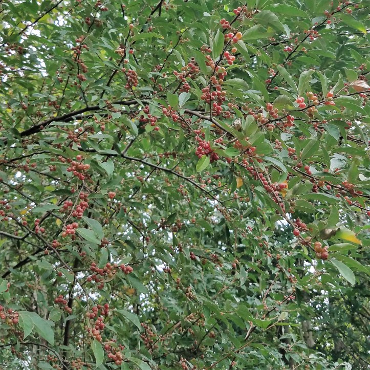 Ripe Autumn Olive Berries