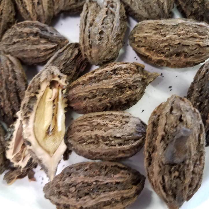 Butternut samples at the Great Frederick Fair