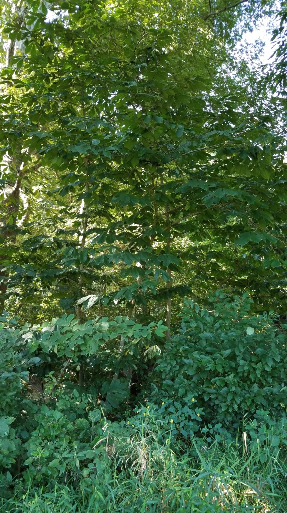 Can You Spot the Pawpaws?