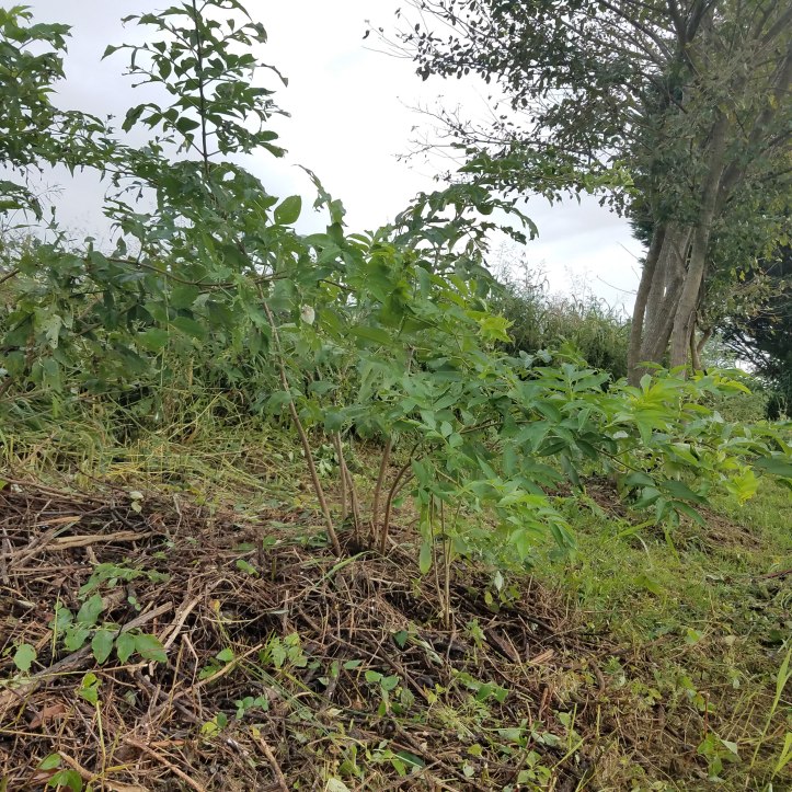 Ellie the Elderberry, Hiding among the Weeds