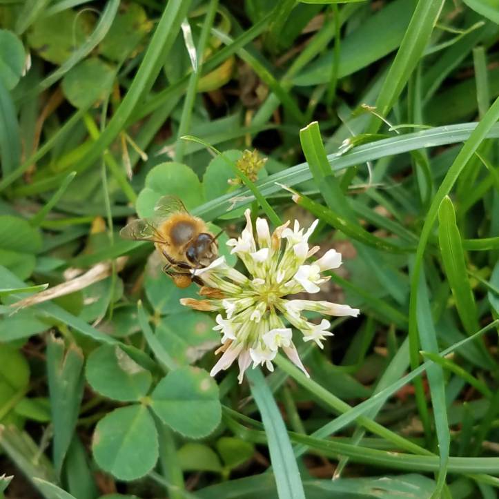 Honey bee with clover